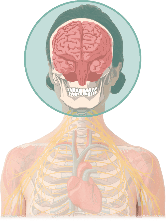 MRT Kopf & Gehirn bei ARISTRA Illustration